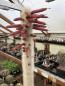 Preview: Cleistocactus strausii
